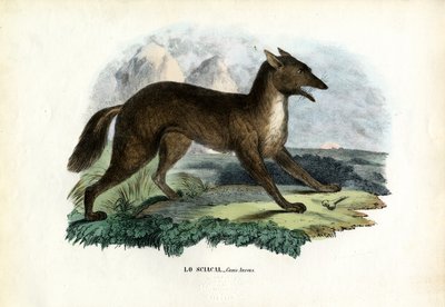 Golden Jackal by Raimundo Petraroja